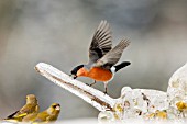 Bullfinch (Pyrrhula pyrrhula) male on plants glazed by ice fighting against European Greenfinches (Carduelis chloris)