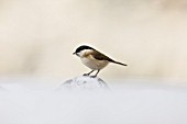 Marsh tit (Poecile palustris)