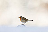 Robin (Erithacus rubecula)