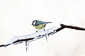 Blue tit (Parus caeruleus)