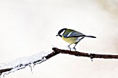 Great tit (Parus major)