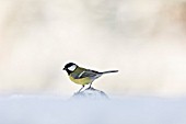 Great tit (Parus major)