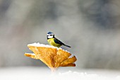 Blue tit (Parus caeruleus)