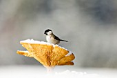 Marsh tit (Poecile palustris)