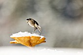 Marsh tit (Poecile palustris)