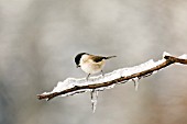 Marsh tit (Poecile palustris)