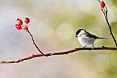 Marsh tit (Poecile palustris)