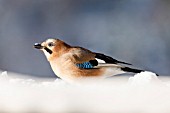 Jay (Garrulus glandarius)