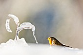 European robin (Erithacus rubecula)