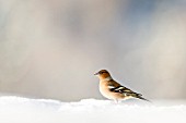 Chaffinch (Fringilla coelebs)