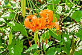 LILIUM HENRYI