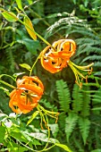 LILIUM HENRYI