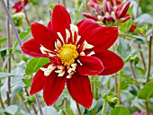 DAHLIA EOS