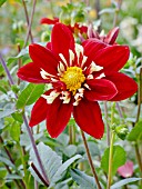 DAHLIA EOS