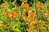 LILIUM HENRYI