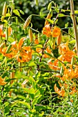 LILIUM HENRYI