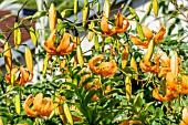 LILIUM HENRYI