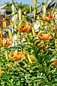 LILIUM HENRYI