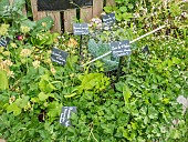 Vegetable garden