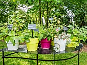 Jardin de senteurs, Jardin Insolite, Parc Floral Vincennes, Paris, France