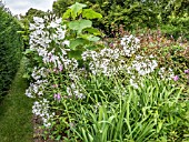 AGAPANTHUS AFRICANUS ALBUS