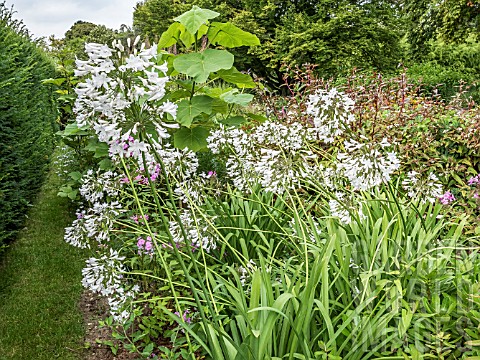 AGAPANTHUS_AFRICANUS_ALBUS