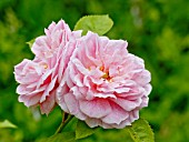 ROSA PIERRE DE RONSARD