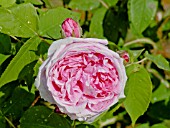 ROSA COMTE DE CHAMBORD