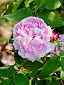 ROSA COMTE DE CHAMBORD