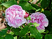 ROSA COMTE DE CHAMBORD