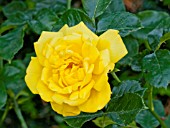 ROSA YELLOW HAMMER