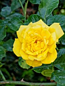 ROSA YELLOW HAMMER