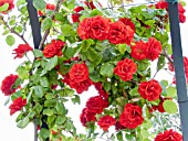 ROSA RUTH LEUWERICK