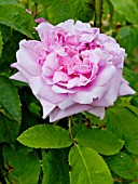 ROSA COMTE DE CHAMBORD