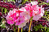 PELARGONIUM PINTO PREMIUM WHITE ROSE