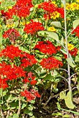 PELARGONIUM VILLE DE BERNE ROUGE