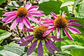 ECHINACEA PURPUREA FEELING PINK