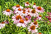 ECHINACEA PURPUREA FEELING PINK