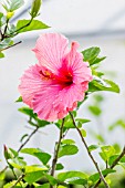 HIBISCUS ROSA-SINENSIS