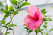 HIBISCUS ROSA-SINENSIS