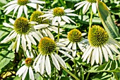 ECHINACEA PURPUREA WHITE SWAN