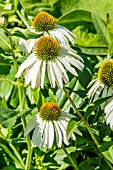 ECHINACEA PURPUREA WHITE SWAN