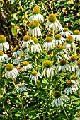 ECHINACEA PURPUREA WHITE SWAN