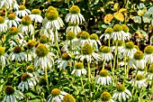 ECHINACEA PURPUREA WHITE SWAN