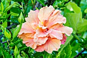 HIBISCUS ORANGE