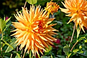 DAHLIA EMBRACE