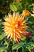 DAHLIA EMBRACE