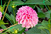 DAHLIA NADEJA