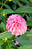 DAHLIA NADEJA
