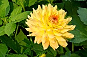 DAHLIA LELLE